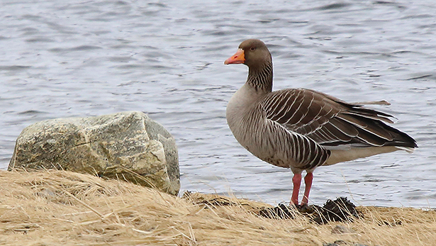 Nyhetsklipp: Grågåsa tilbake i Salangen - 14/04-2014